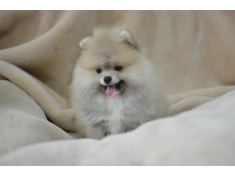 Pomeranian daha güzeli yok