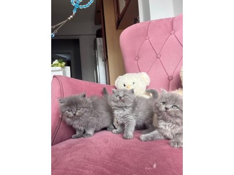 Mükemmel british longhair bebekler