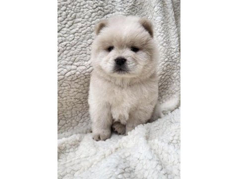 Çin aslanı köpeğimiz için ulaşın