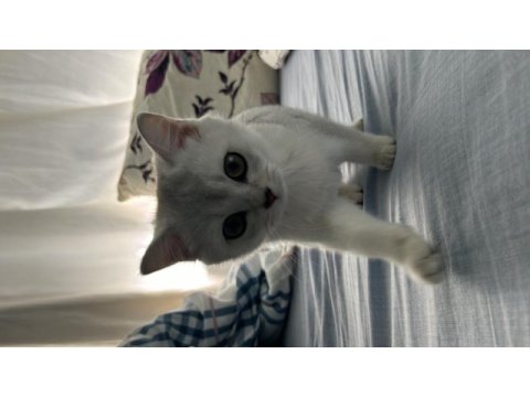 British shorthair silver kedimiz