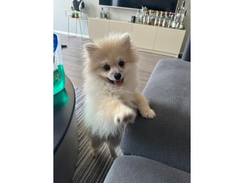 Yavru pomeranian boo