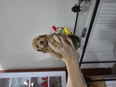 Dişi toy poodle