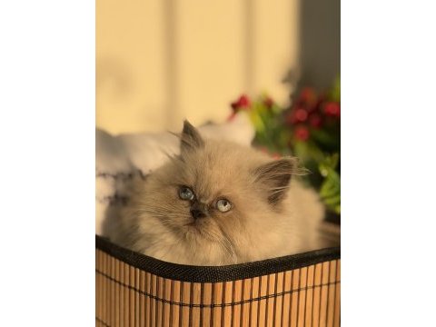 British blue point