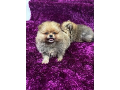Irk garantılı tea cup pomeranian boo