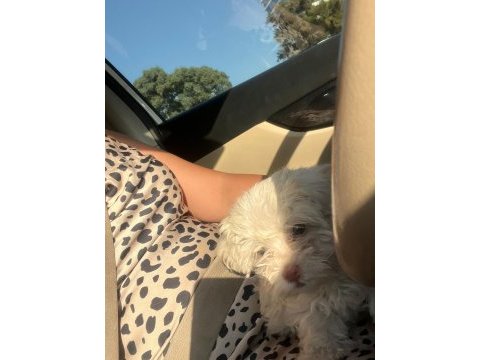 40 günlük erkek maltipoo
