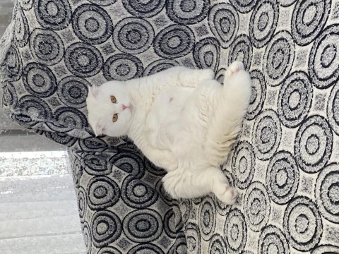 Scottish fold 3 yaşında