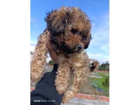 Maltipoo bebeğim