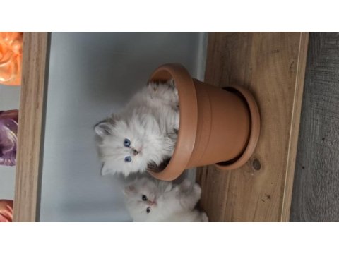 British longhair kar taneleri yeni yuvalarını arıyor