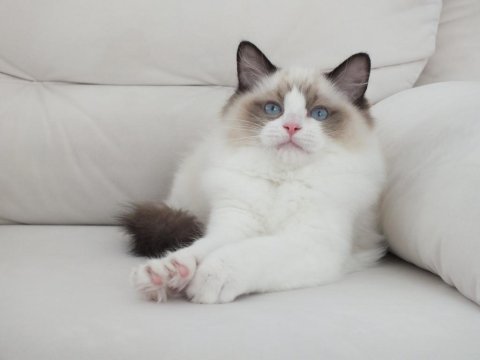 Full şecereli ragdoll yavruları