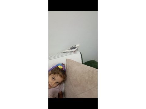 Konuşan sultan papağanı erkek