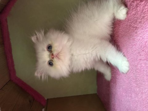 2 aylık erkek iran kedisi yavrular