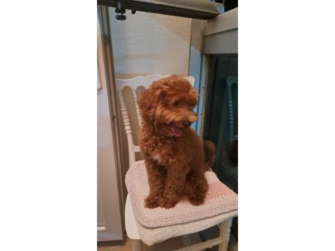 5 aylık maltipoo