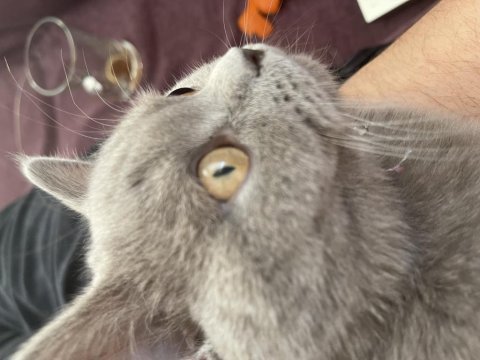 9 aylık british shorthair