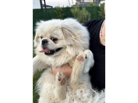Pekinez köpeğimize yeni sahibini arıyoruz