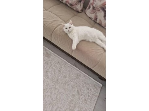 Beyaz british shorthair pamuk sahiplendirilecektir