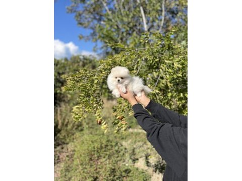 Pomeranian boo bebekler