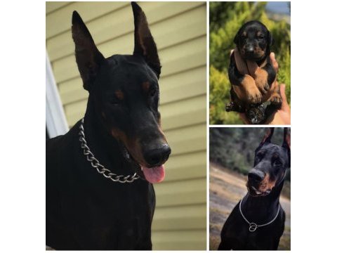 Doberman yavruları