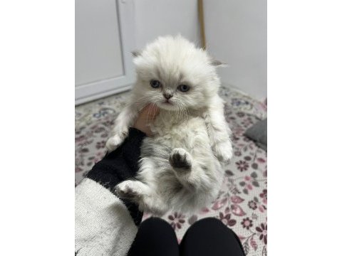 1.5 aylık scottish longhair safkan yavrular