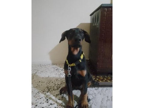 Saf doberman yavrusu