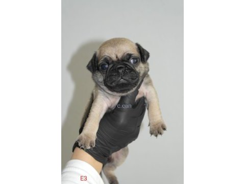 Yavru pug mops köpekler