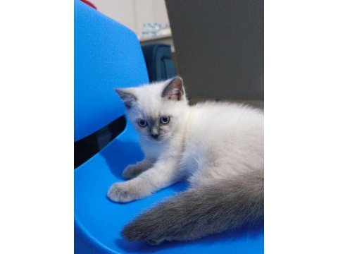 British shorthair blue point