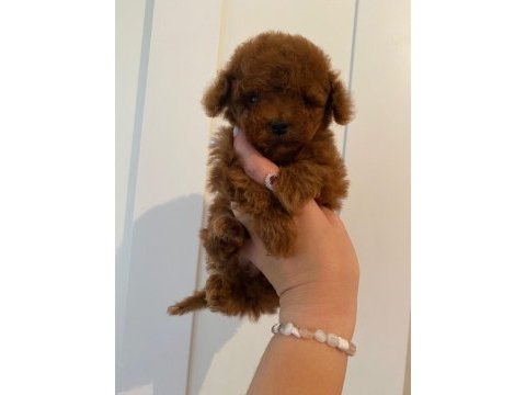 Teacup red brown dişi toy poodle