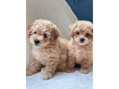 Kg garantili kore maltipoo