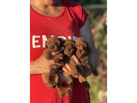 Teacup boy koreakan toy poodle bebekler kg garantili