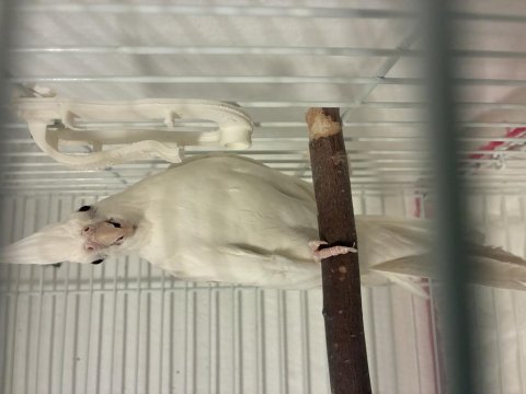 Albino dişi sultan papağanı