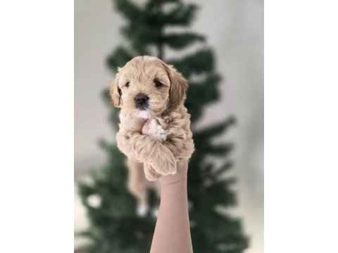 Orjinal teacup maltipoo yavrular