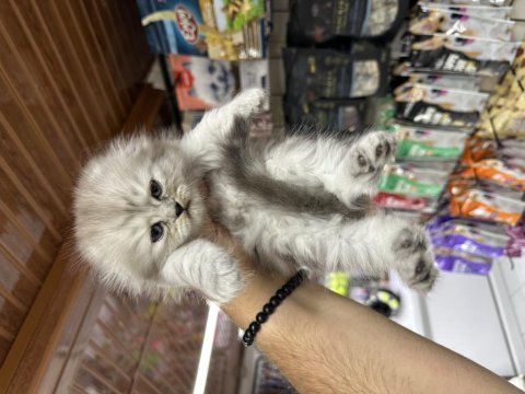 A kalite sağlıklı wc eğitimli scottish fold