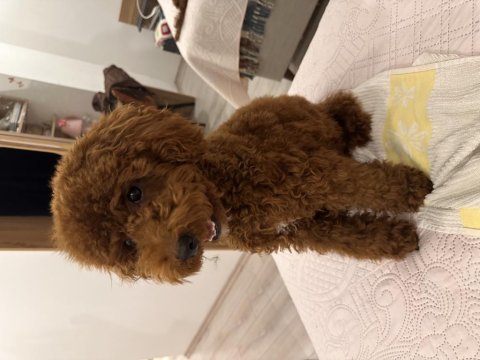 En koyu rengi red brown poodle