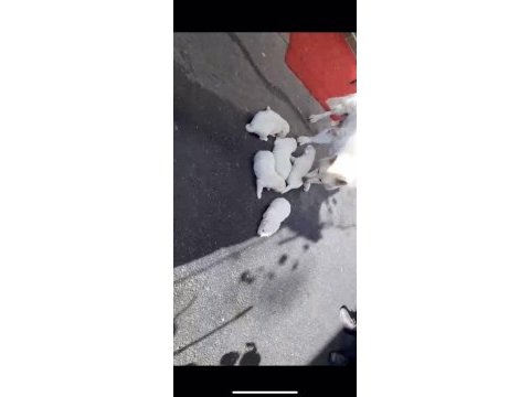 Ev doğumlu orjinal beyaz alman çoban köpeği yavrular