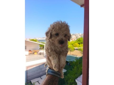 Maltipoo yavruları