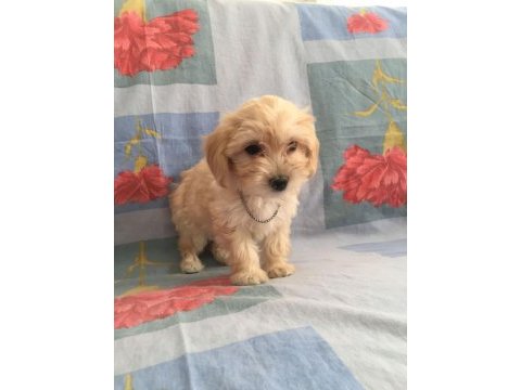 Maltipoo can dostlar ev üretimi
