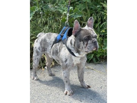 Merle özel renk french bulldog