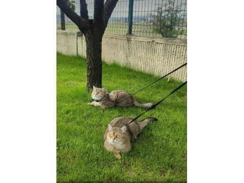 İki şahane golden shaded british shorthair