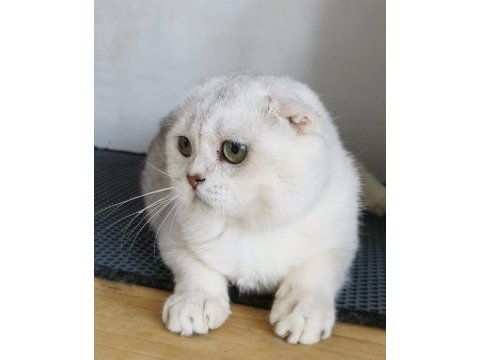 Scottish fold shorthair bs 11 erkek