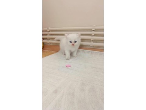 Chinchilla dişi ve erkek yavrular