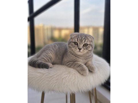 Sıfır kulak scottish fold prensesimiz teslime hazır