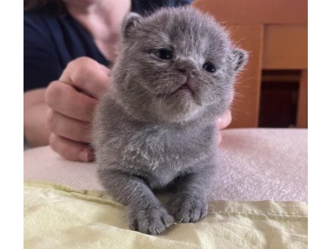 Premium kalite ayı surat british shorthair yavrularımız