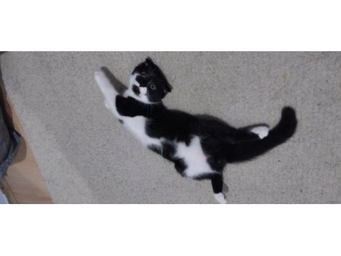 Half british cats