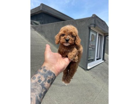 Sağlık ve ırk garantili maltipoo