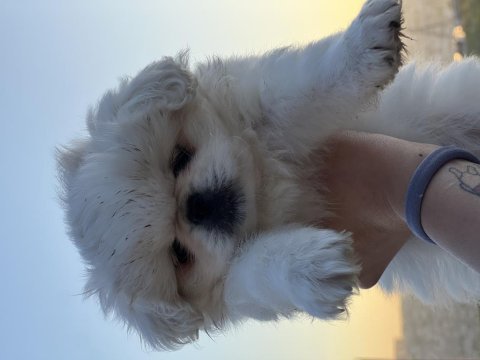 Dişi 2 aylık pekinez
