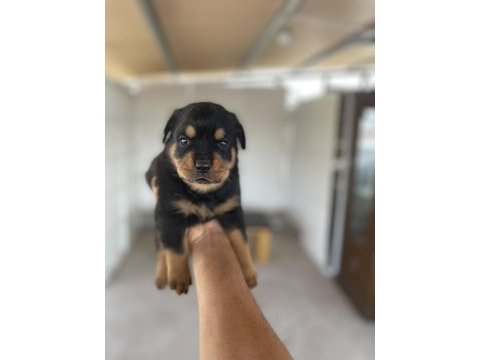 Erkek ve dişi rottweiler yavrular