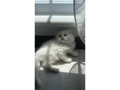 Show kalite british longhair yavrular
