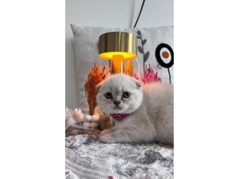 British ve scottish top kafa yavrularımız
