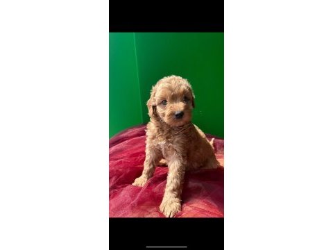 Maltipoo yılbaşı hediyeniz hazır mı?