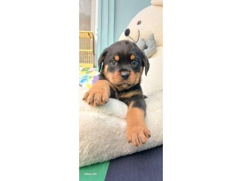 Tr nin en iddalı rottweiler yavruları (koca kafa)