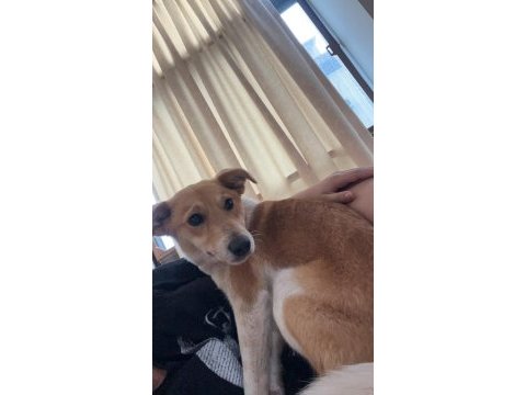 Köpeğimize acil yuva ücretsiz sahiplenme